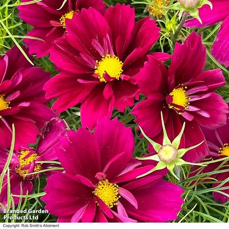 Cosmos bipinnatus 'Fandango' - Seeds