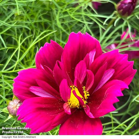 Cosmos bipinnatus 'Fandango' - Seeds