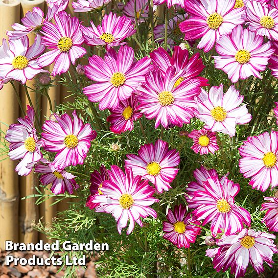 Cosmos Dwarf Purple Picotee - Seeds