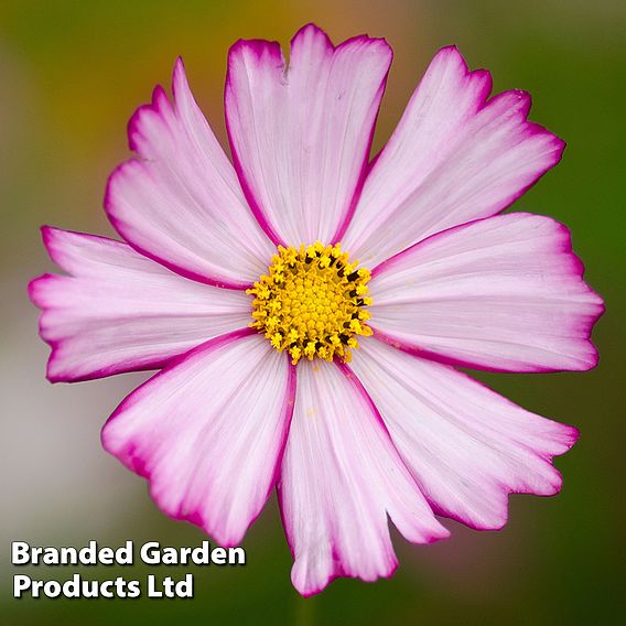 Cosmos Dwarf Purple Picotee - Seeds