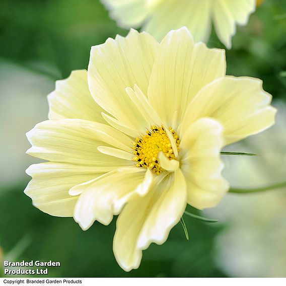 Cosmos 'Xanthos' - Seeds