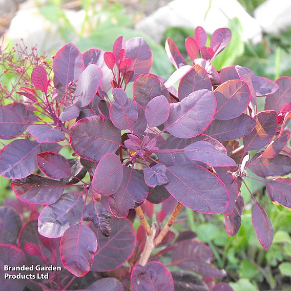 Cotinus coggygria 'Lilla'