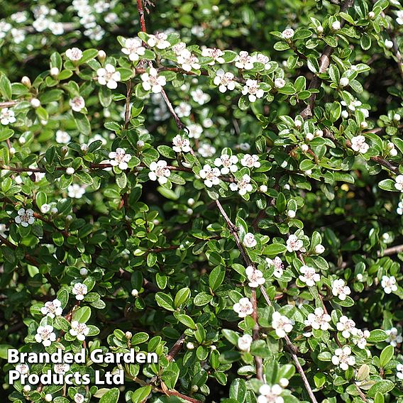 Cotoneaster horizontalis