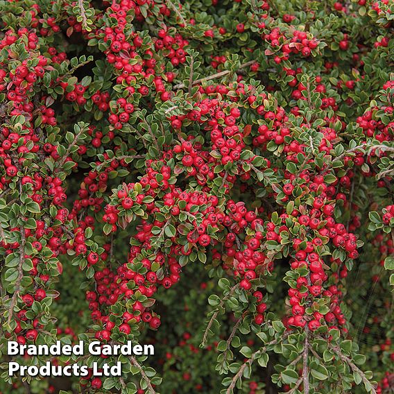 Cotoneaster horizontalis