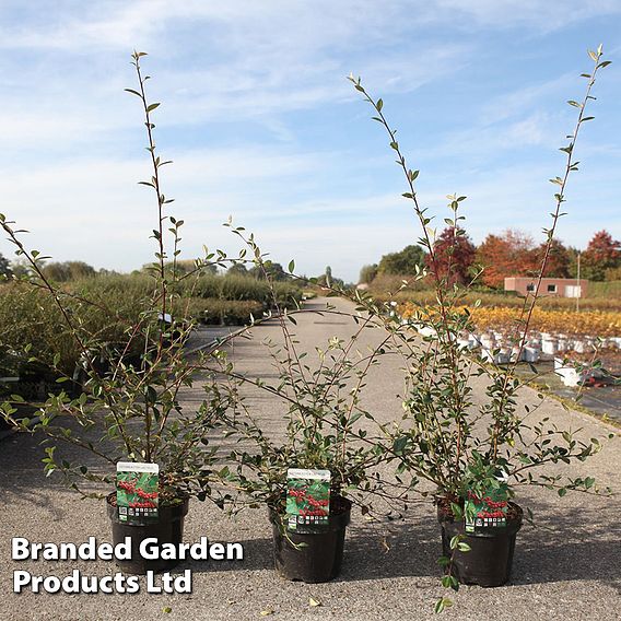 Cotoneaster lacteus