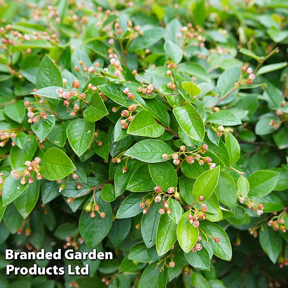 Cotoneaster lucidus