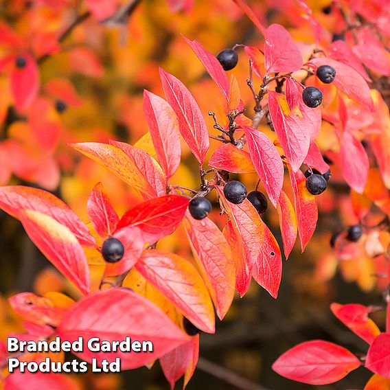 Cotoneaster lucidus