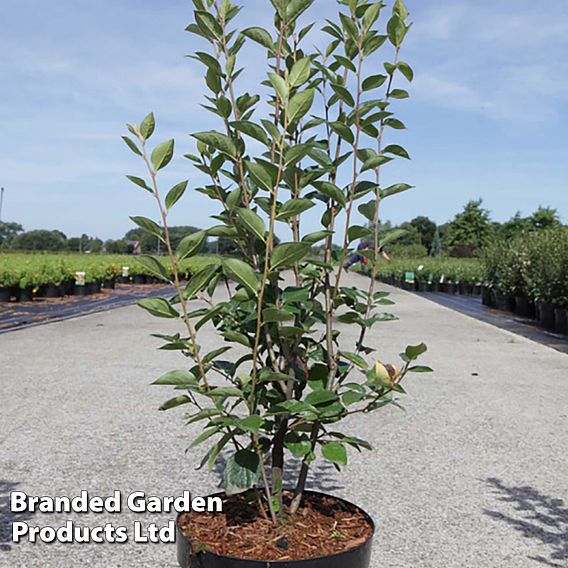 Cotoneaster lucidus