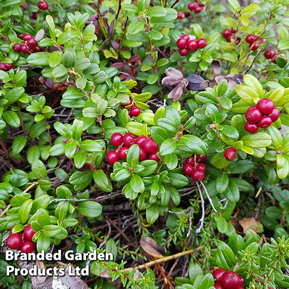 Cranberry 'Pilgrim'