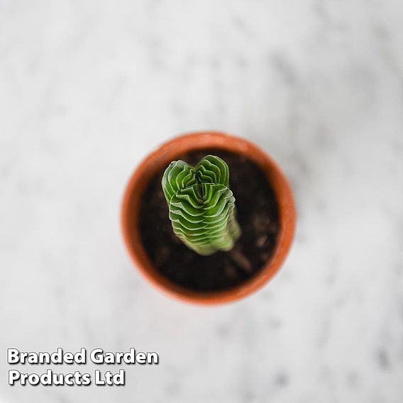 Crassula 'Buddha's Temple'