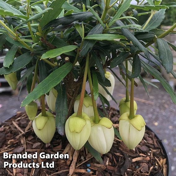 Crinodendron Trio