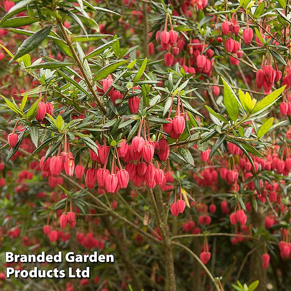 Crinodendron hookerianum