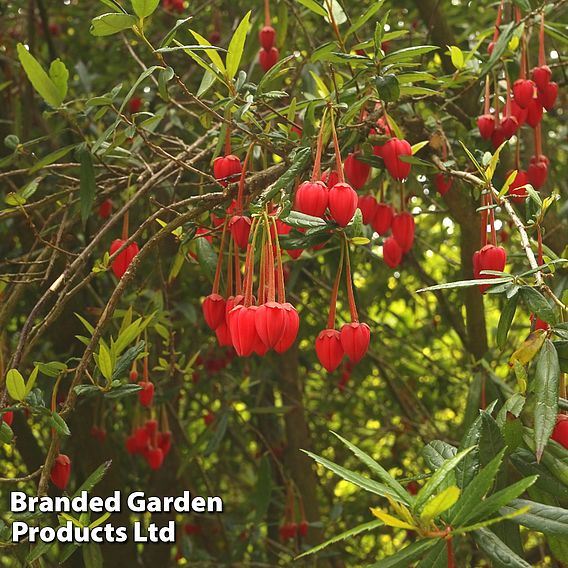 Crinodendron Trio