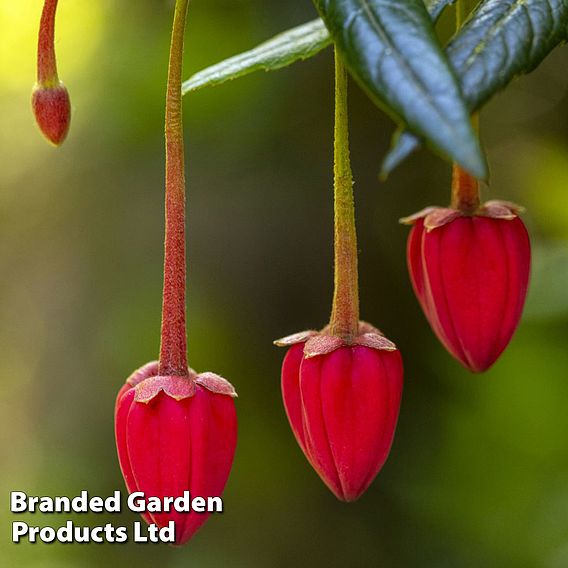 Crinodendron hookerianum