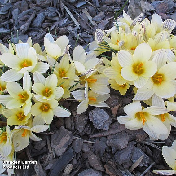 Crocus chrysanthus 'Cream Beauty'