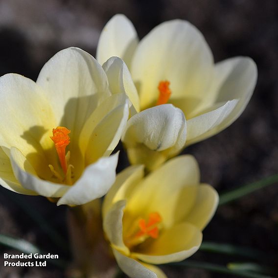 Crocus chrysanthus 'Cream Beauty'