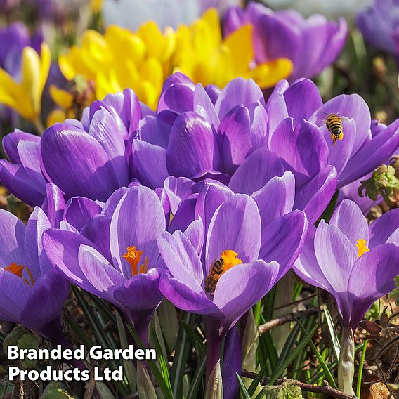 Crocus 'Dutch Purple'