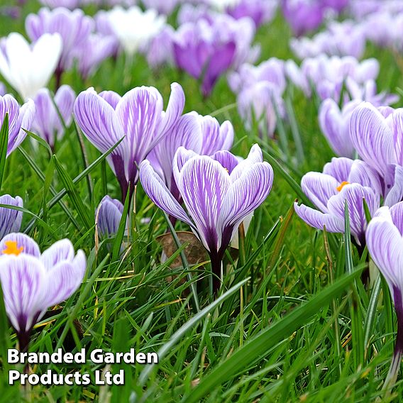 Crocus 'Dutch Striped'