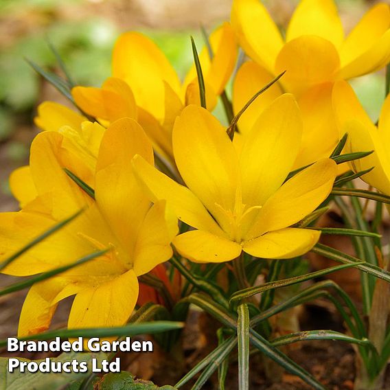 Crocus 'Dutch Yellow'