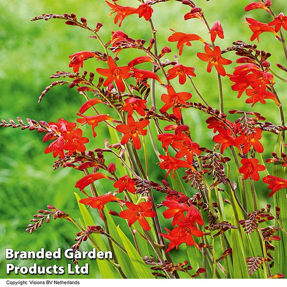 Crocosmia 'Emberglow'