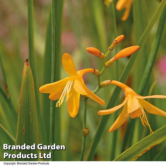 Crocosmia 'George Davison'