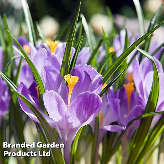 Crocus 'Grand Maitre'