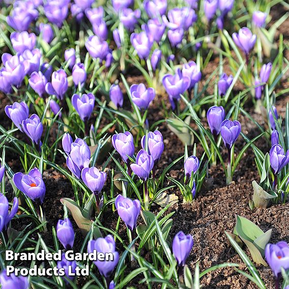 Crocus 'Grand Maitre'