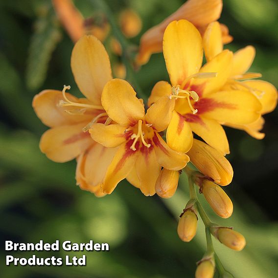 Crocosmia 'Hot Spot' (Firestars Series)