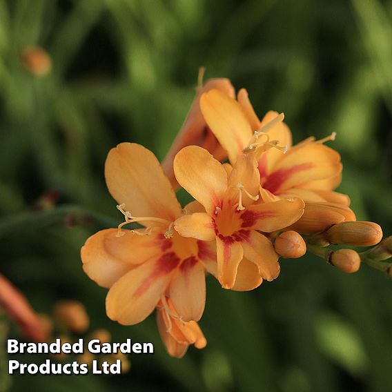 Crocosmia 'Hot Spot' (Firestars Series)