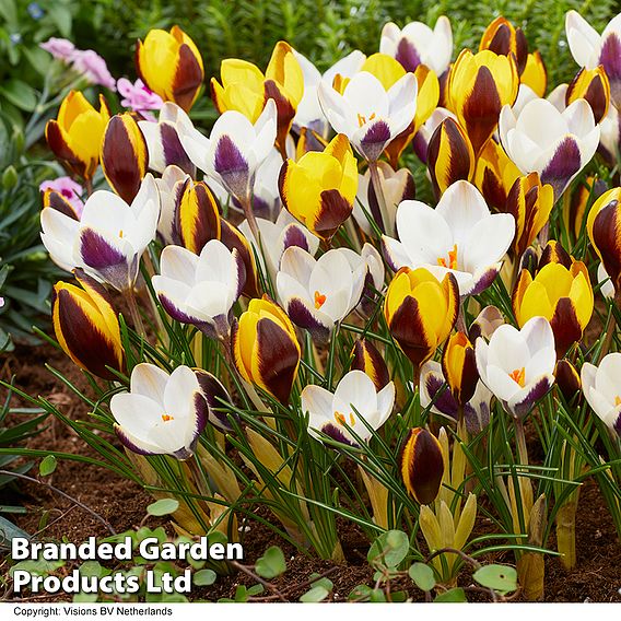 Crocus 'Panda' & 'Queen Bee' Collection