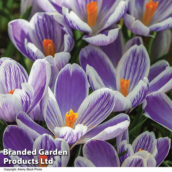 Crocus 'Pickwick'