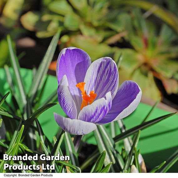 Crocus 'Pickwick'