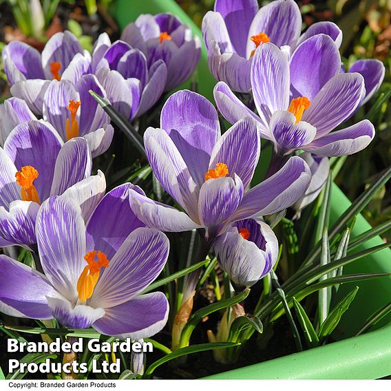 Crocus 'Pickwick'