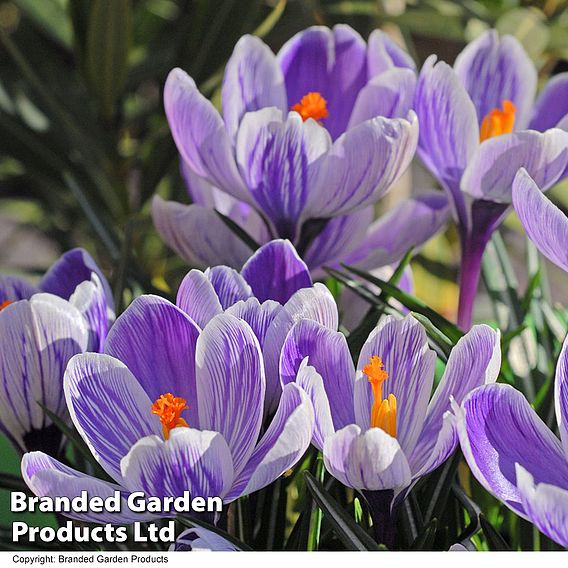 Crocus 'Pickwick'