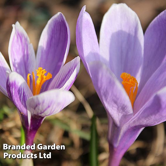 Crocus 'Vanguard'