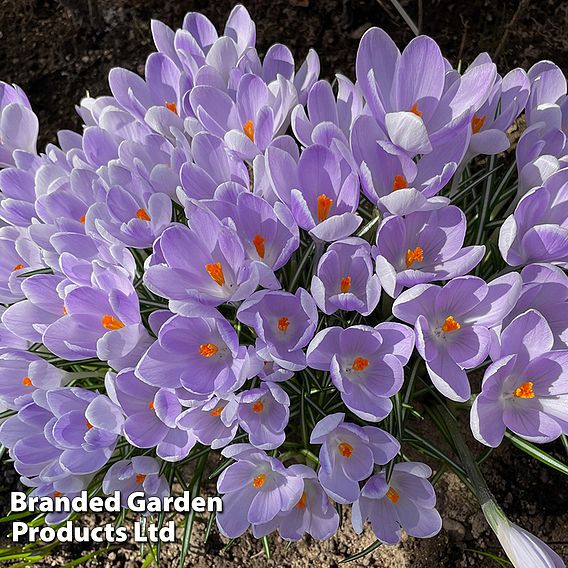 Crocus 'Vanguard'