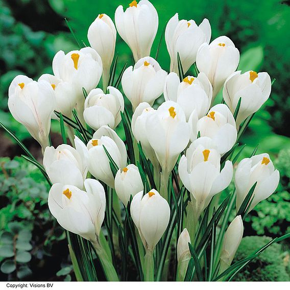 Crocus 'Dutch White'