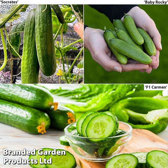 Grafted Cucumber Collection Suttons 