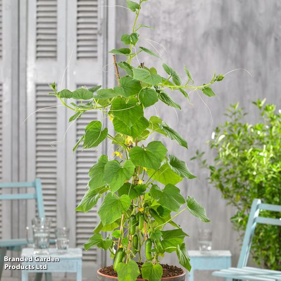 Cucumber 'Cumini'