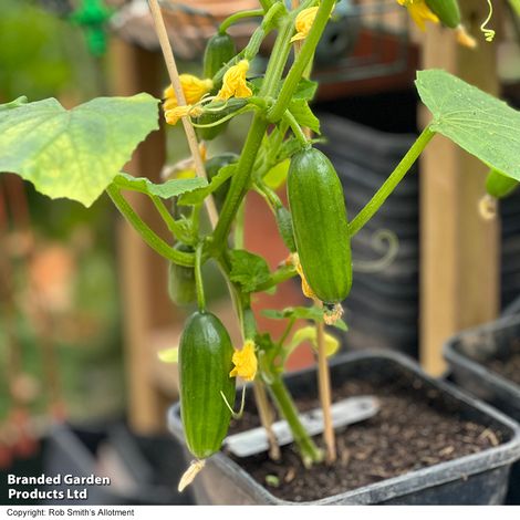 Cucumber 'Quick Snack' F1 - Seeds