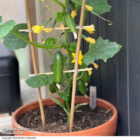 Cucumber 'Quick Snack' F1 - Seeds