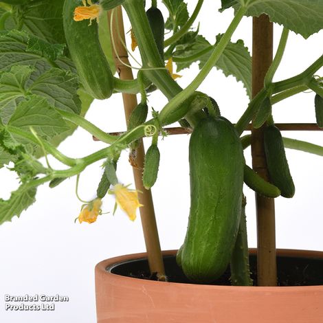 Cucumber 'Quick Snack' F1 - Seeds