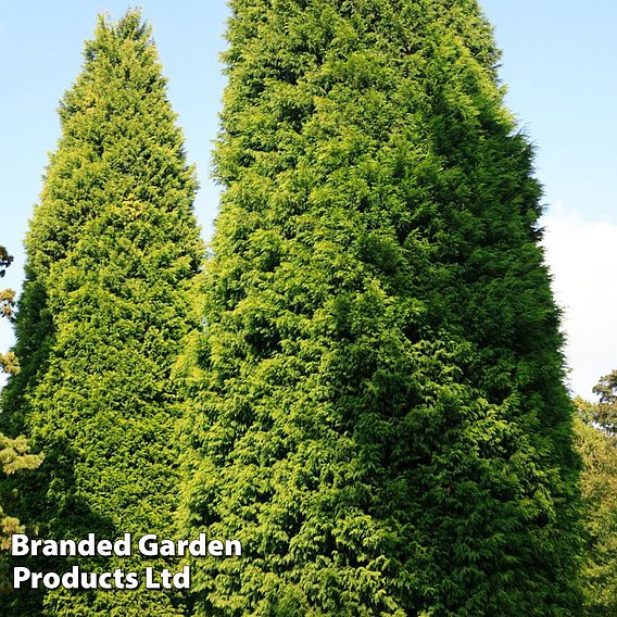 Leyland Cypress (Hedging)