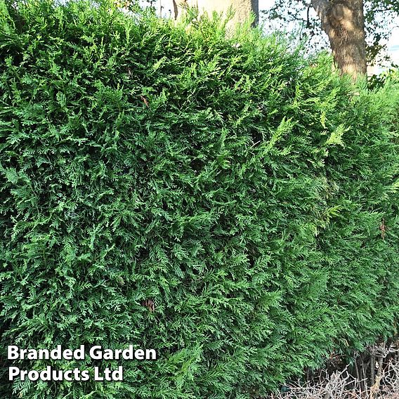 Leyland Cypress (Hedging)