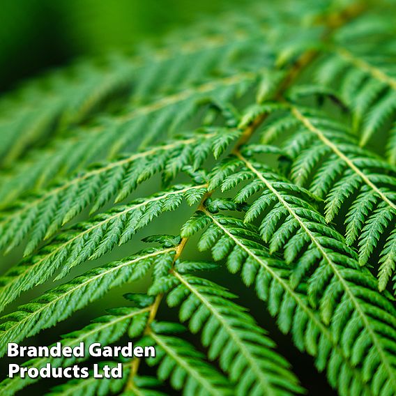 Cyathea cooperi