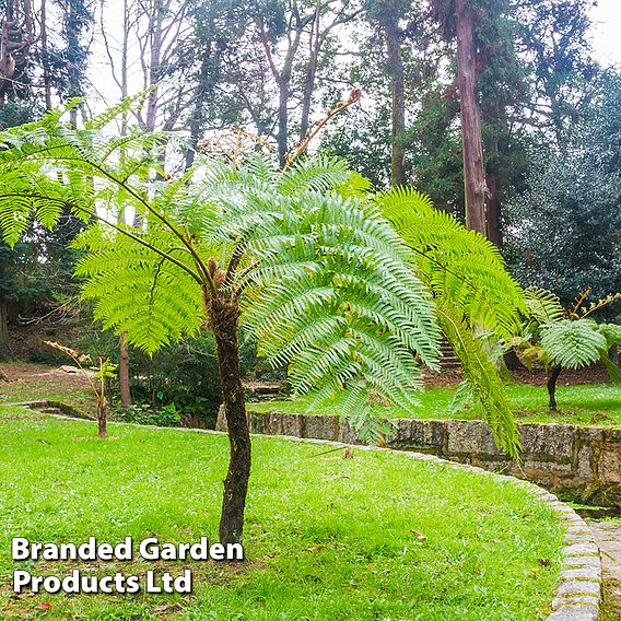 Cyathea cooperi