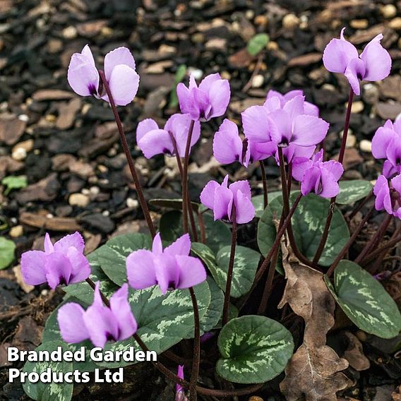 Cyclamen Coum