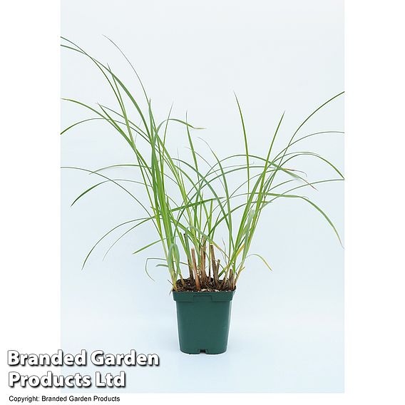 Cyperus longus (Marginal Aquatic)