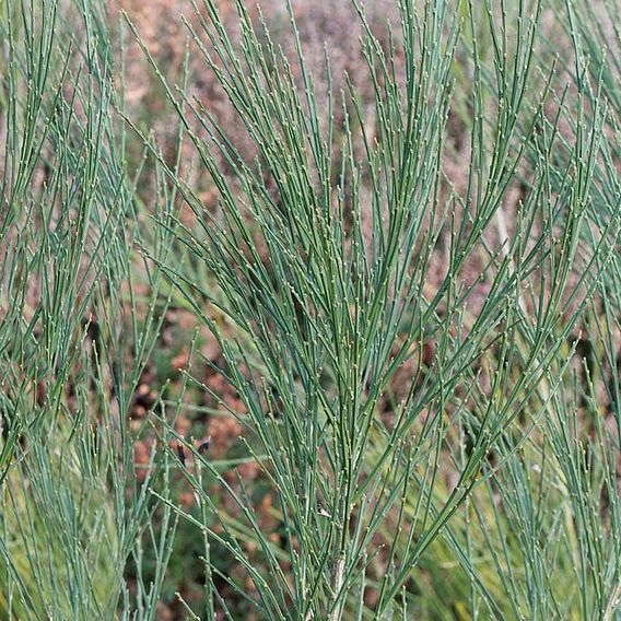 Cytisus 'Boskoop Ruby'