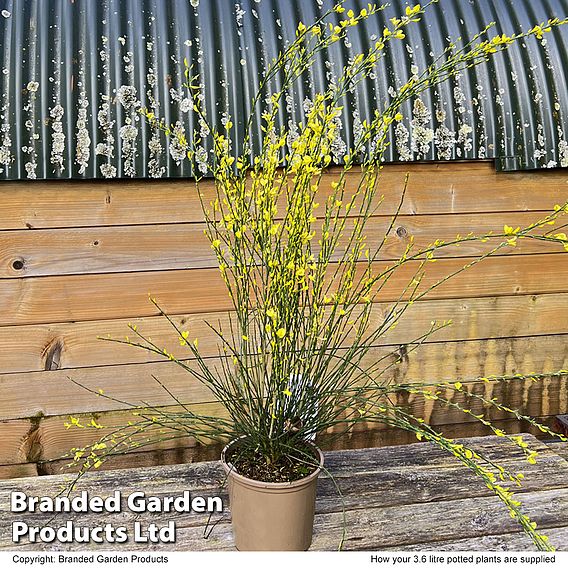 Cytisus x praecox 'Allgold'